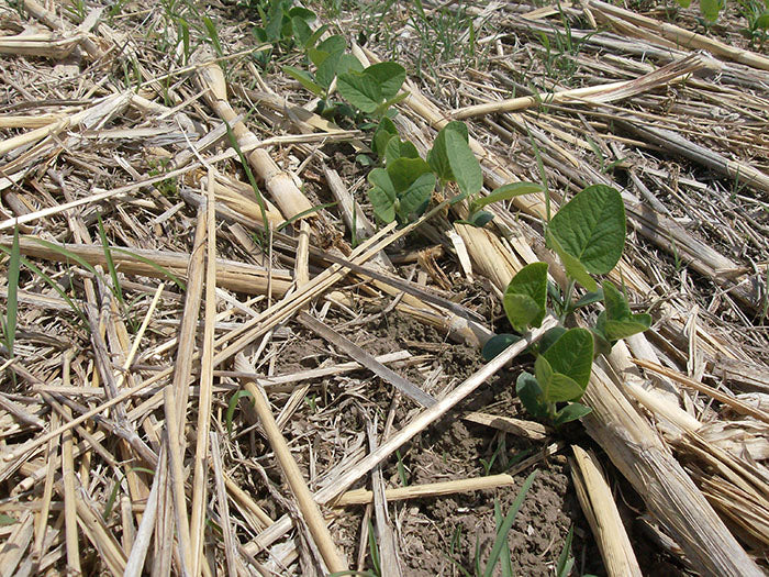 El uso de la siembra directa en nuestra huerta
