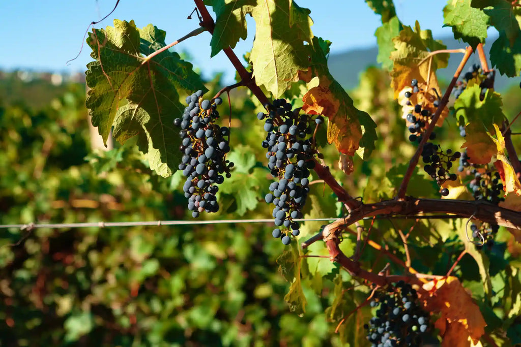 Productos para la vendimia: qué usar (y cuándo) en tu viñedo