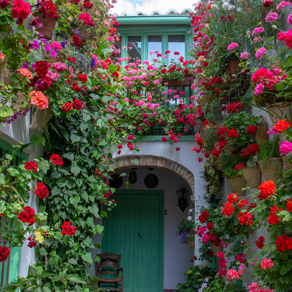 flores en pared resultado de usar nutriONE Liquido