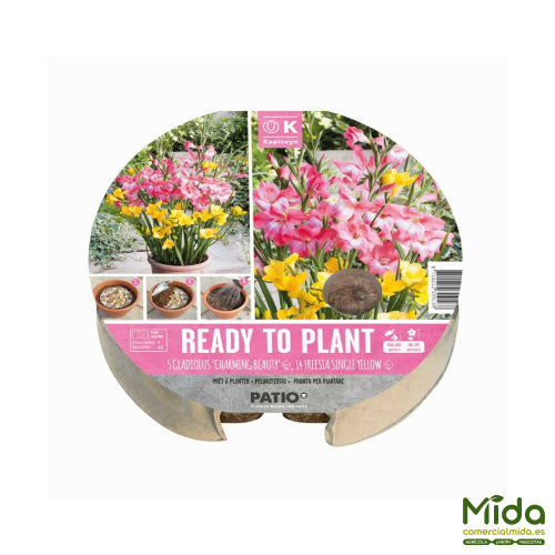 Bulbos Listos para Plantar de Gladiolos Charming Beauty o Belleza Floreciente y Freesia Single Yellow o Simple Amarilla