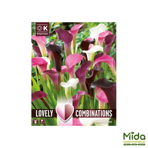 Kapiteyn Bulbos Combinados de Calas Rosas, Blancas y Casi Negras o Grises