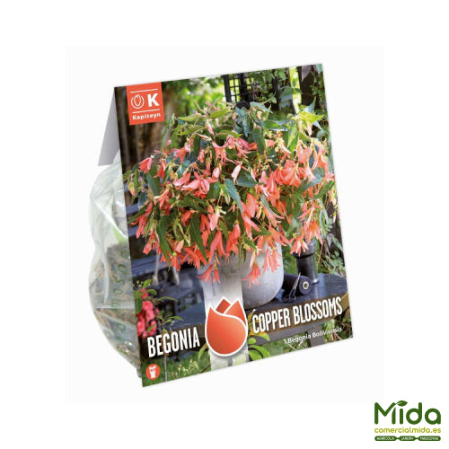 Bolsa de Bulbos de Kapiteyn BEGONIA Boliviana o BOLIVIENSIS Rica Floración y Flores Cobre