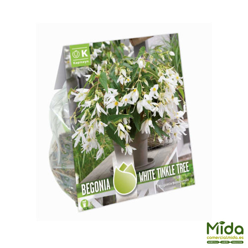 Bolsa de Bulbos de Kapiteyn BEGONIA BOLIVIENSIS o BOLIVIANA WHITE TINKLE TREE y RICA FLORACIÓN