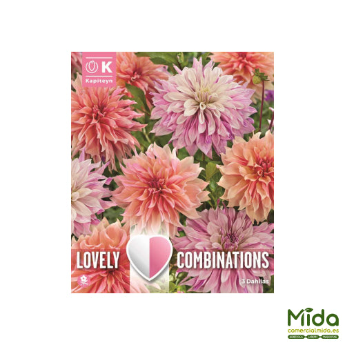 Kapiteyn Bulbos Combinados de DAHLIA DECORATIVA con Colores Pastel