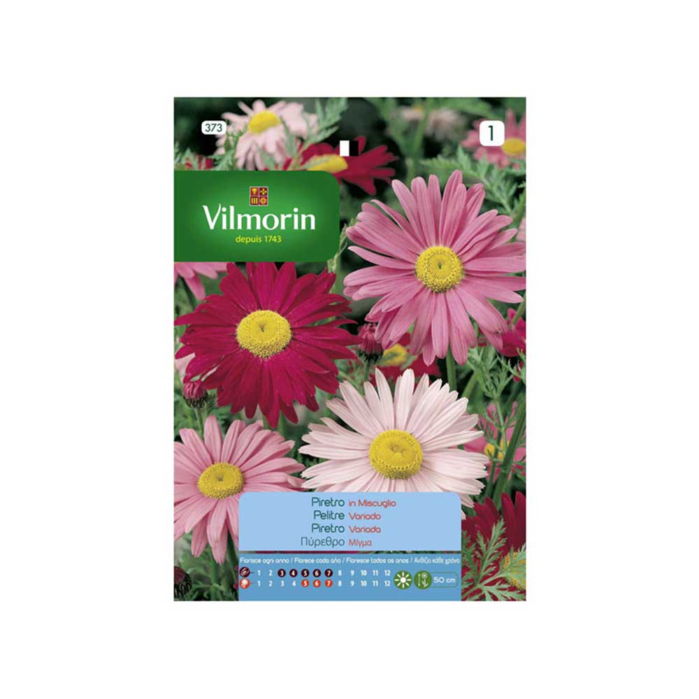 vilmorin flower seeds VILMORIN Giant Pyrethrum Seeds 0.5gr
