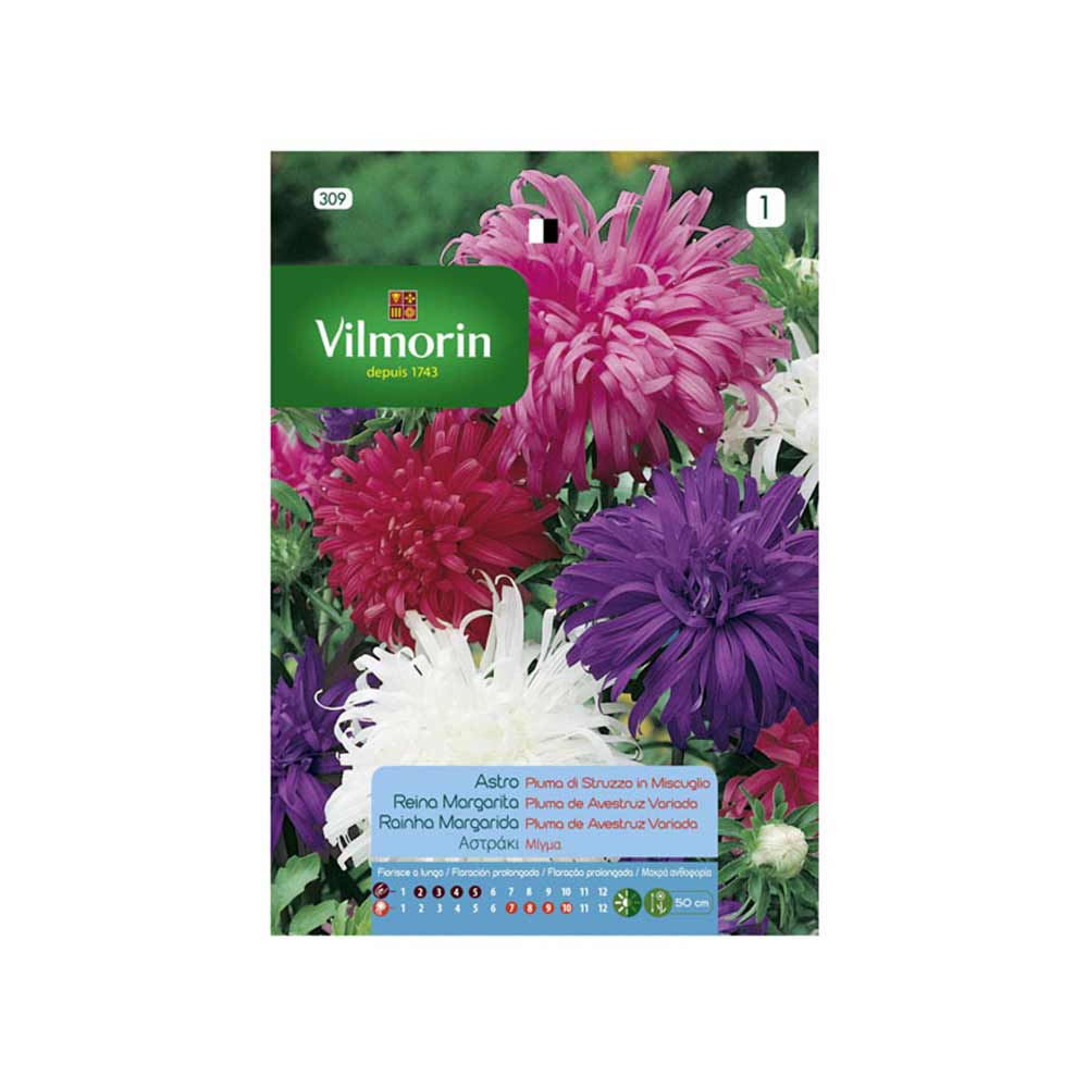 vilmorin flower seeds VILMORIN Queen Margarita Ostrich Feather Seeds 0.8gr